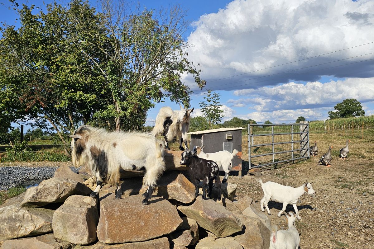 Chèvres naines