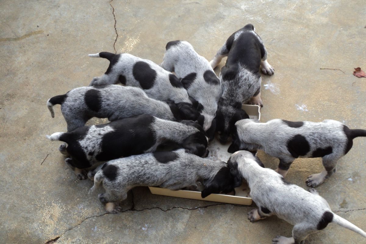 Photo 2 Chiots petit bleu de Gascogne