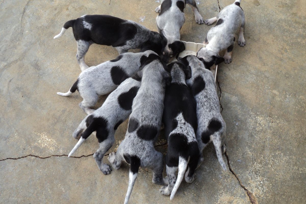 Photo 3 Chiots petit bleu de Gascogne