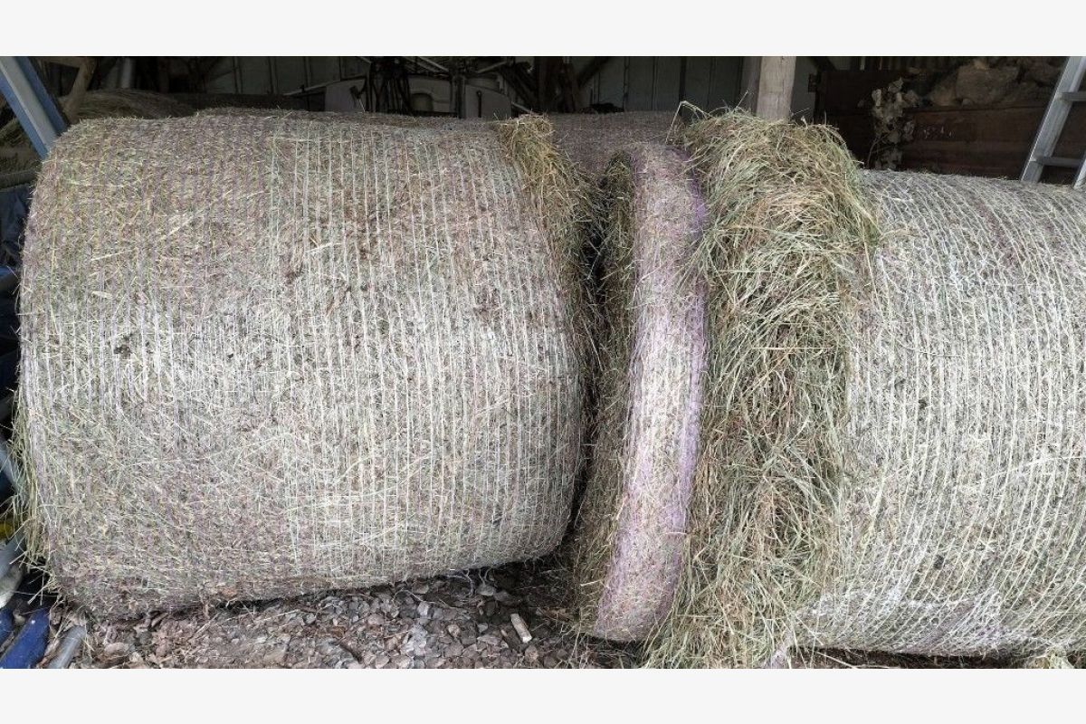 20 rouleaux petit foin sans engrais