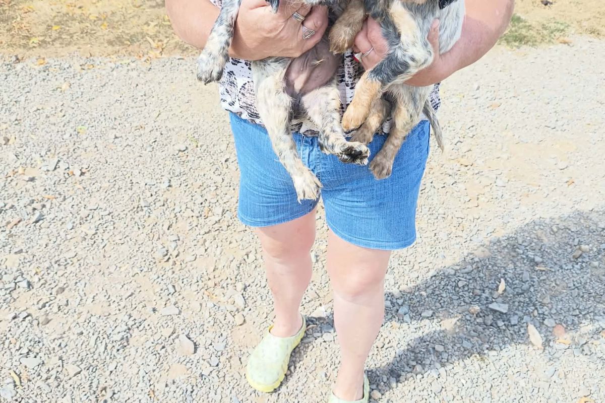 Photo 2 Chiots croisés épagneul breton et setter