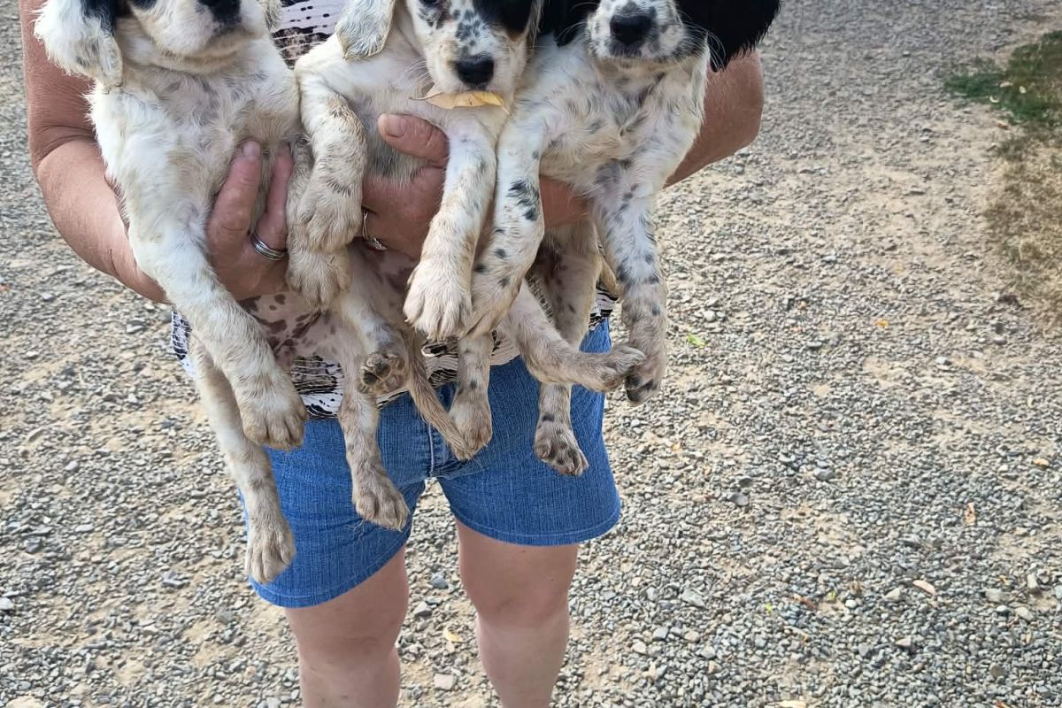 Chiots croisés épagneul breton et setter