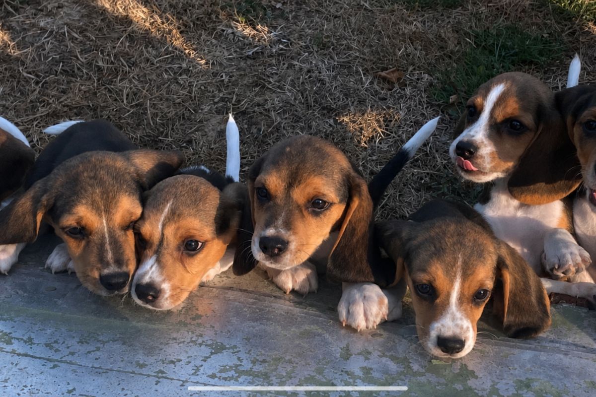 Apparence beagle 