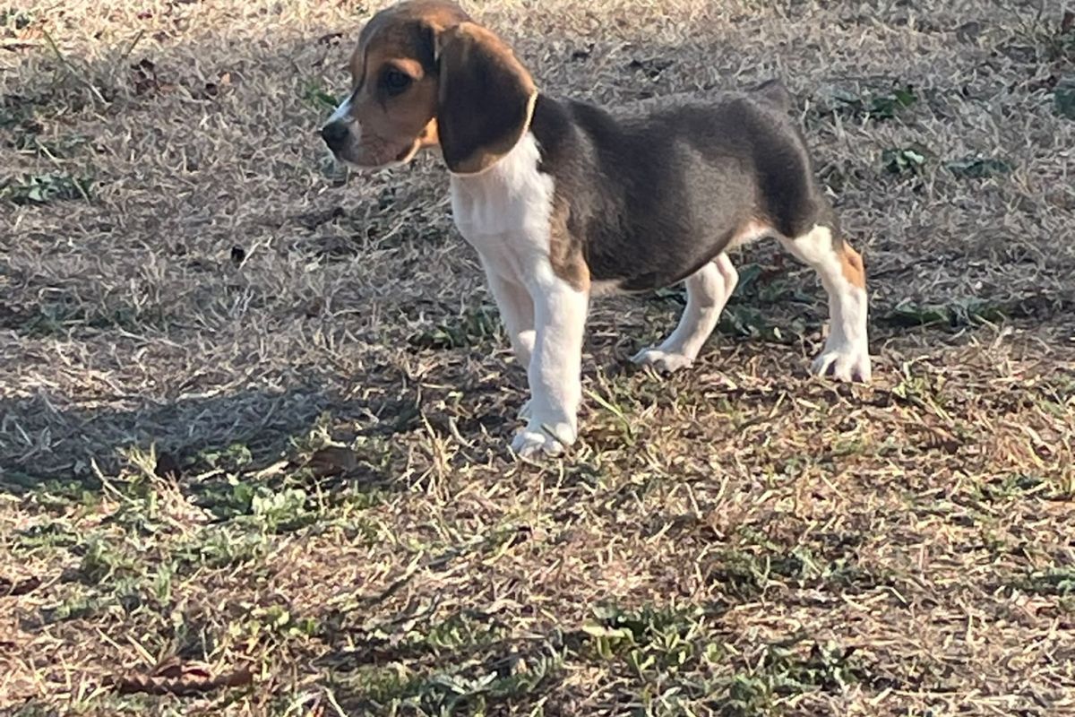 Photo 3 Apparence beagle 