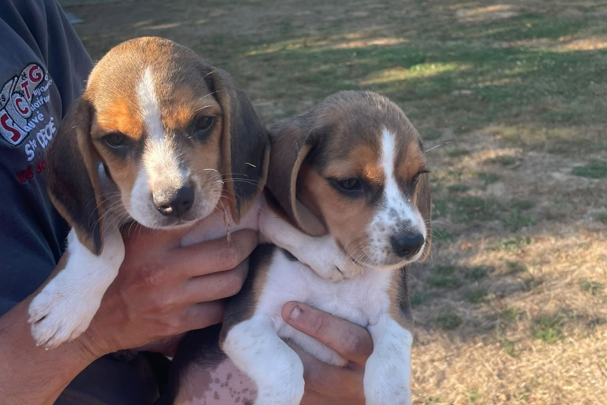 Photo 2 Apparence beagle 