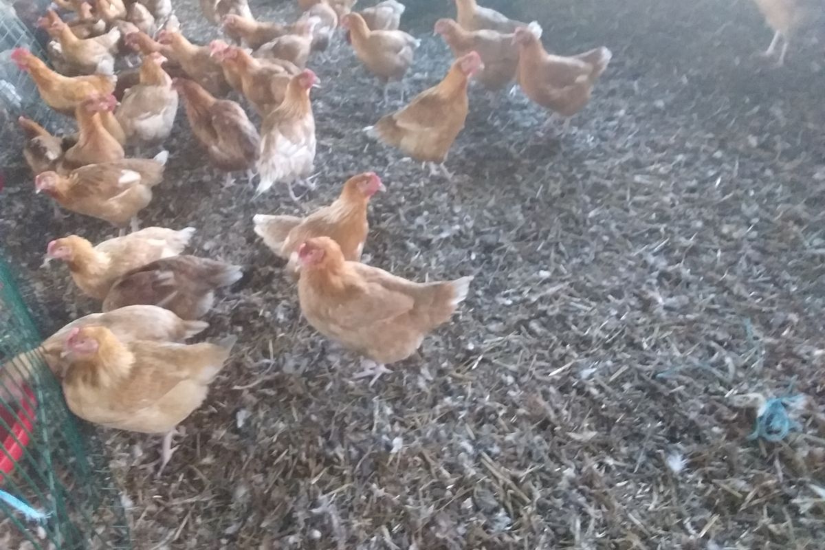 Photo 2 Vends poulets