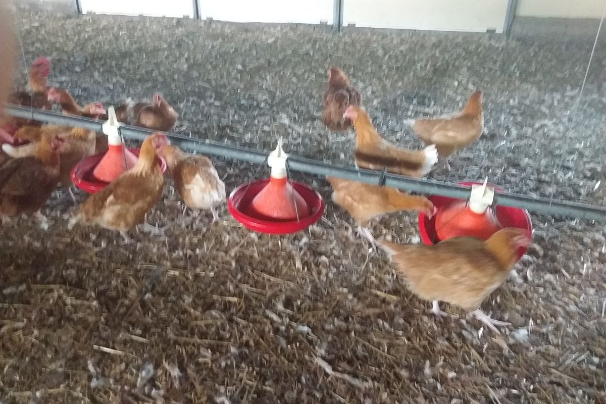 Photo 3 Vends poulets