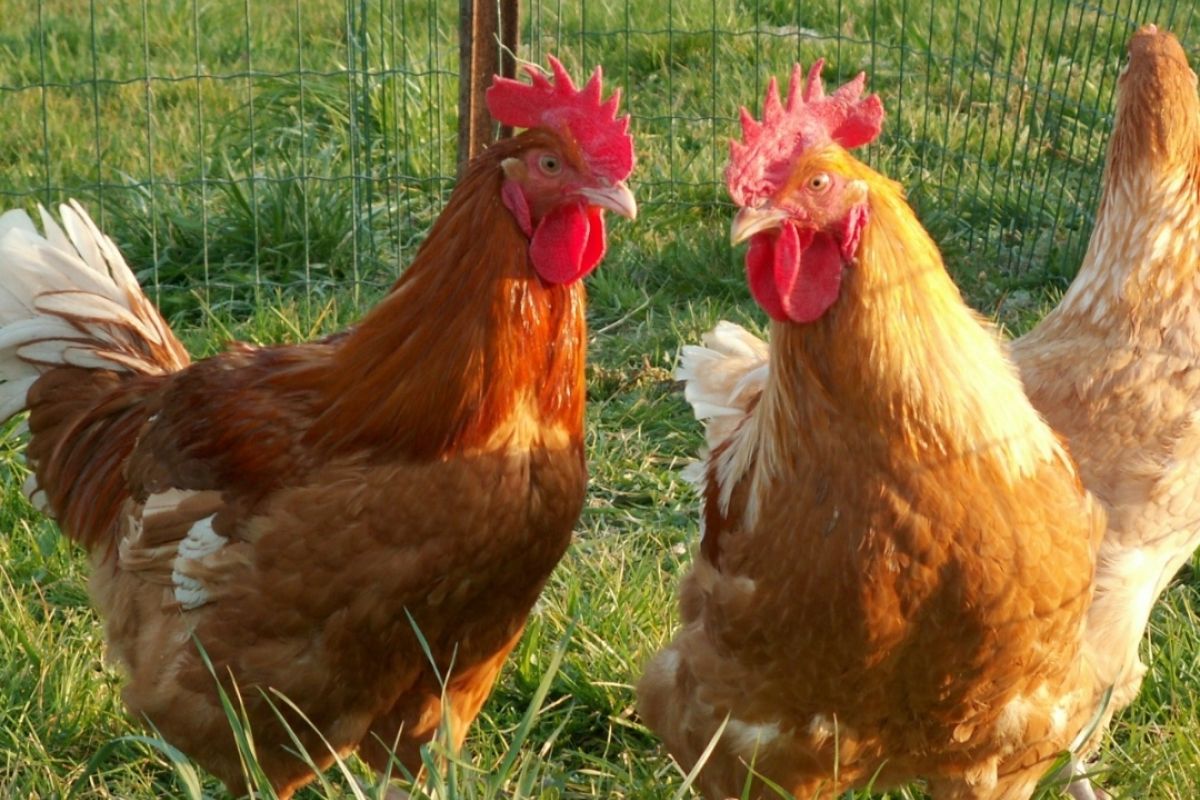 Vends poulets