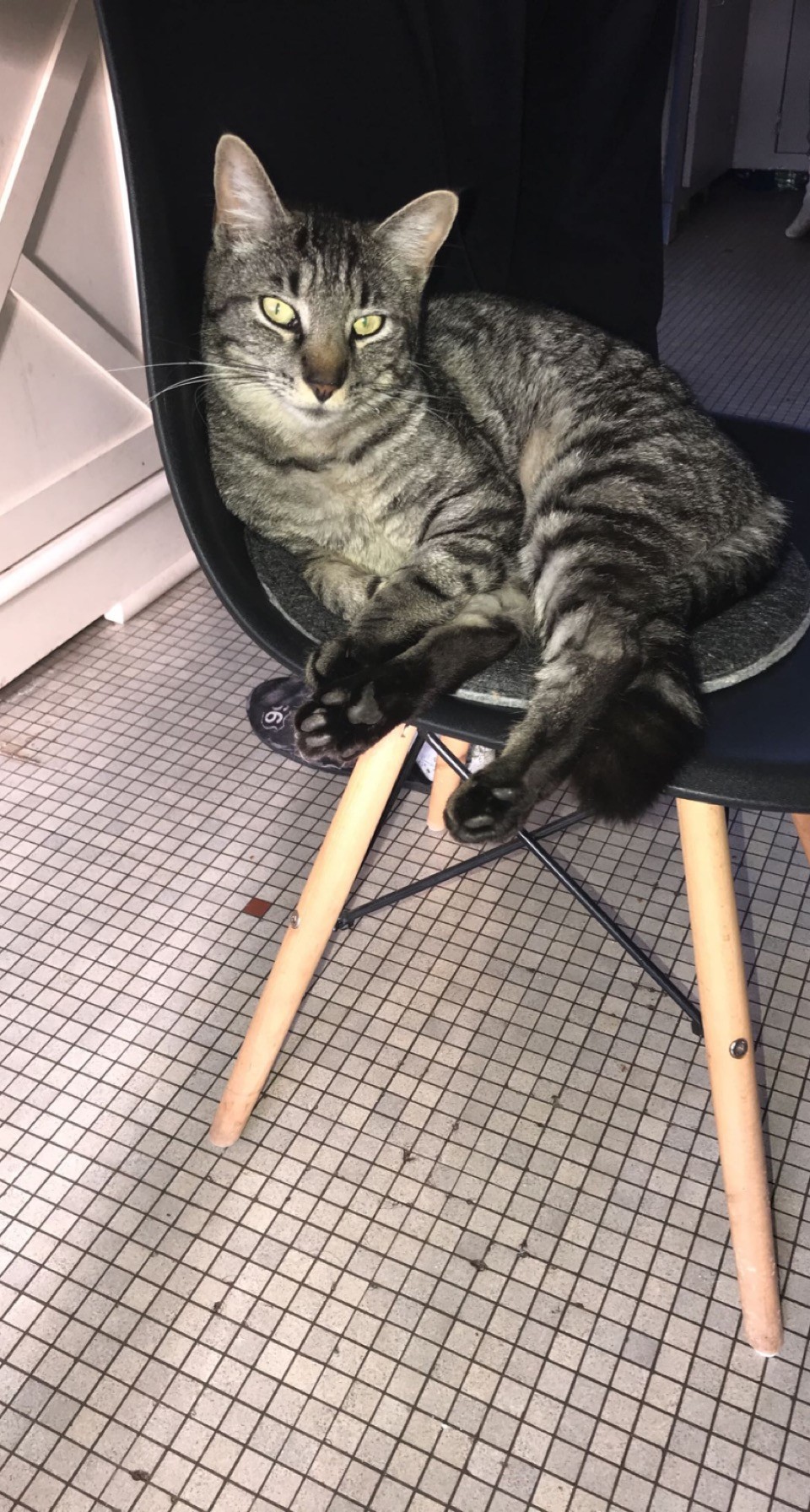 SOS CHAT PERDU