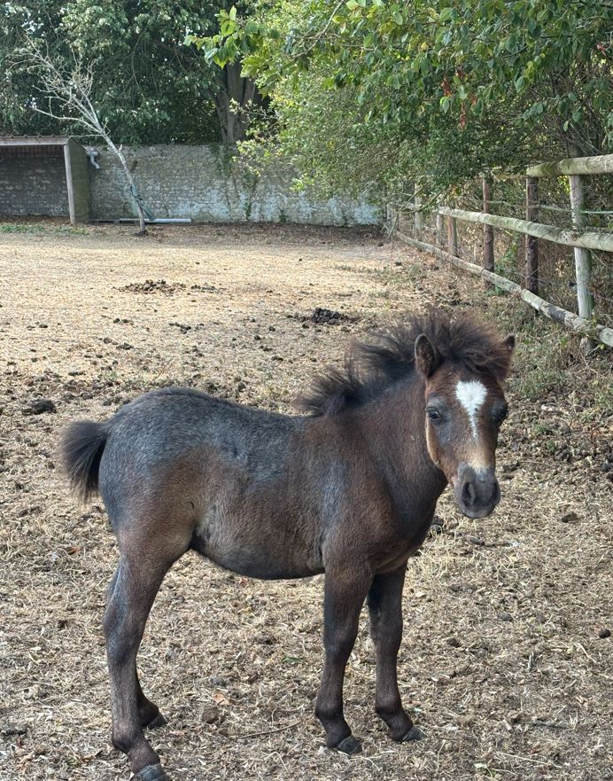 à réserver poney shetland 
