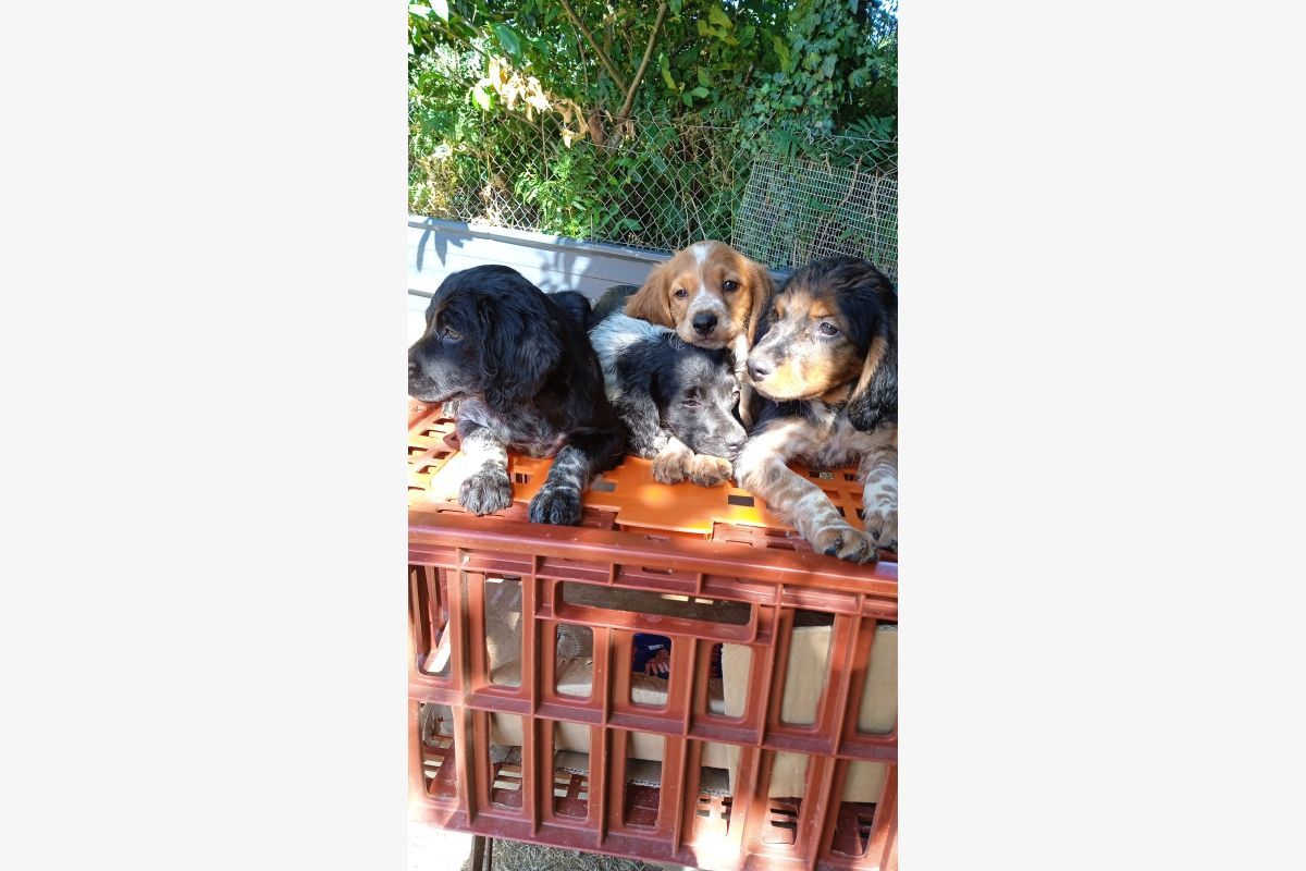 Race epagneul breton 