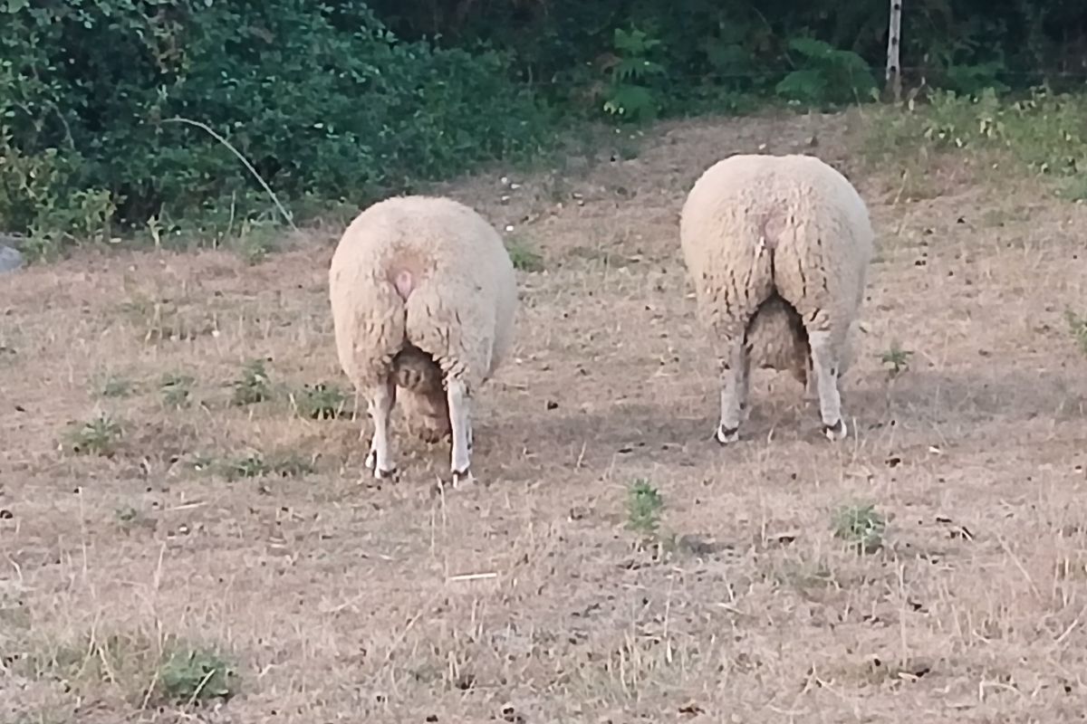 A v. béliers cotentins 