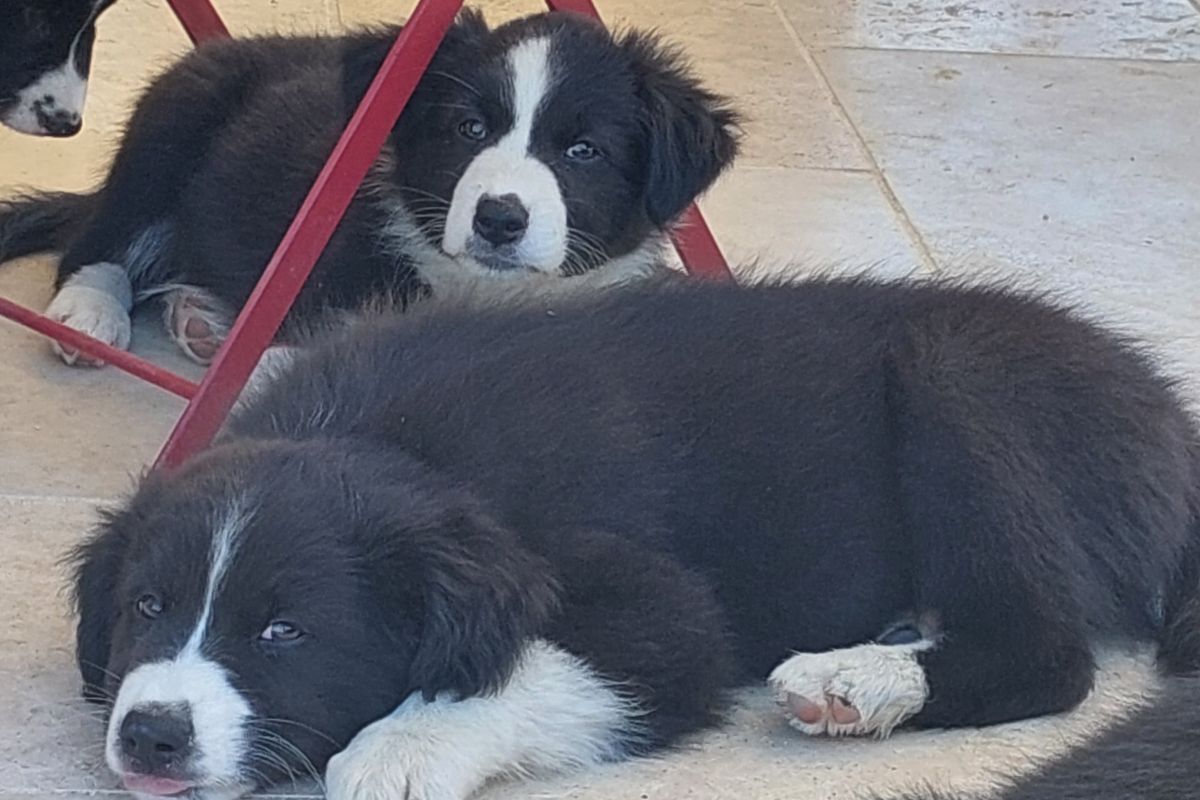 Photo 2 Chiots