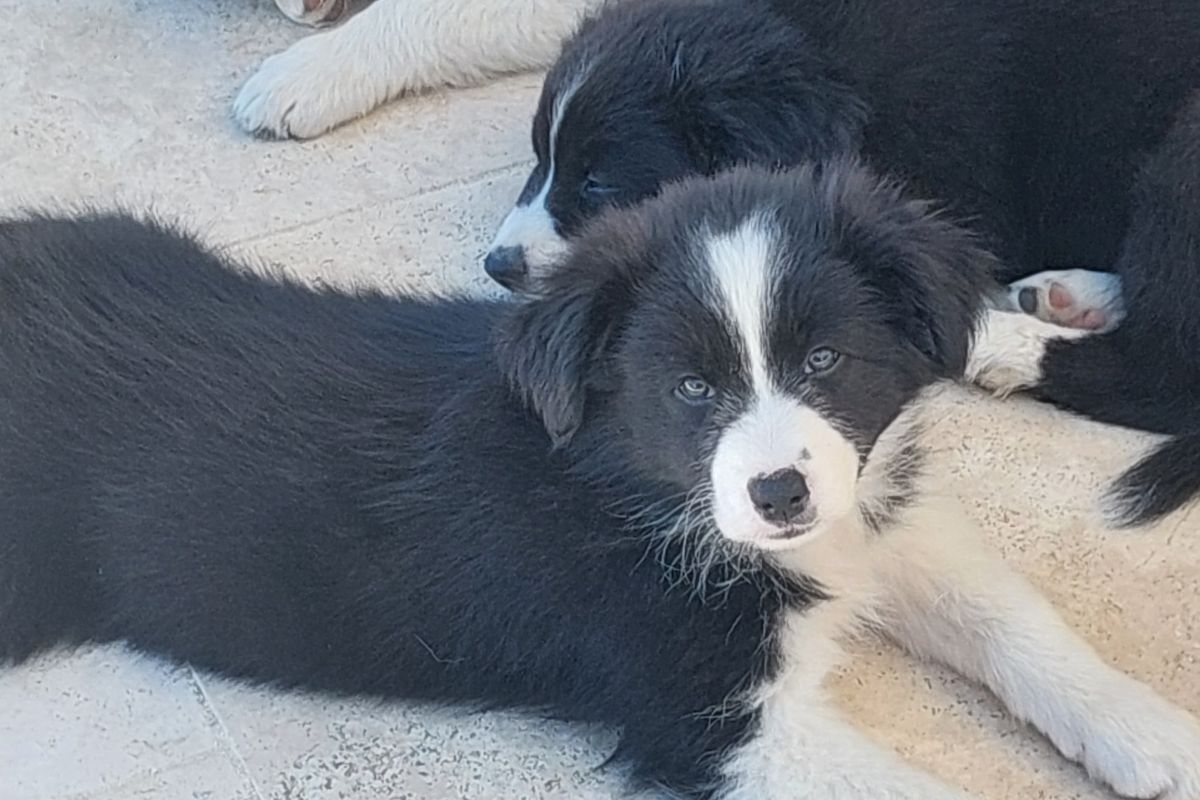 Photo 3 Chiots