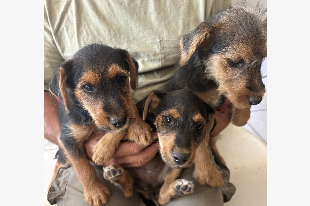 Apparence jagd terrier