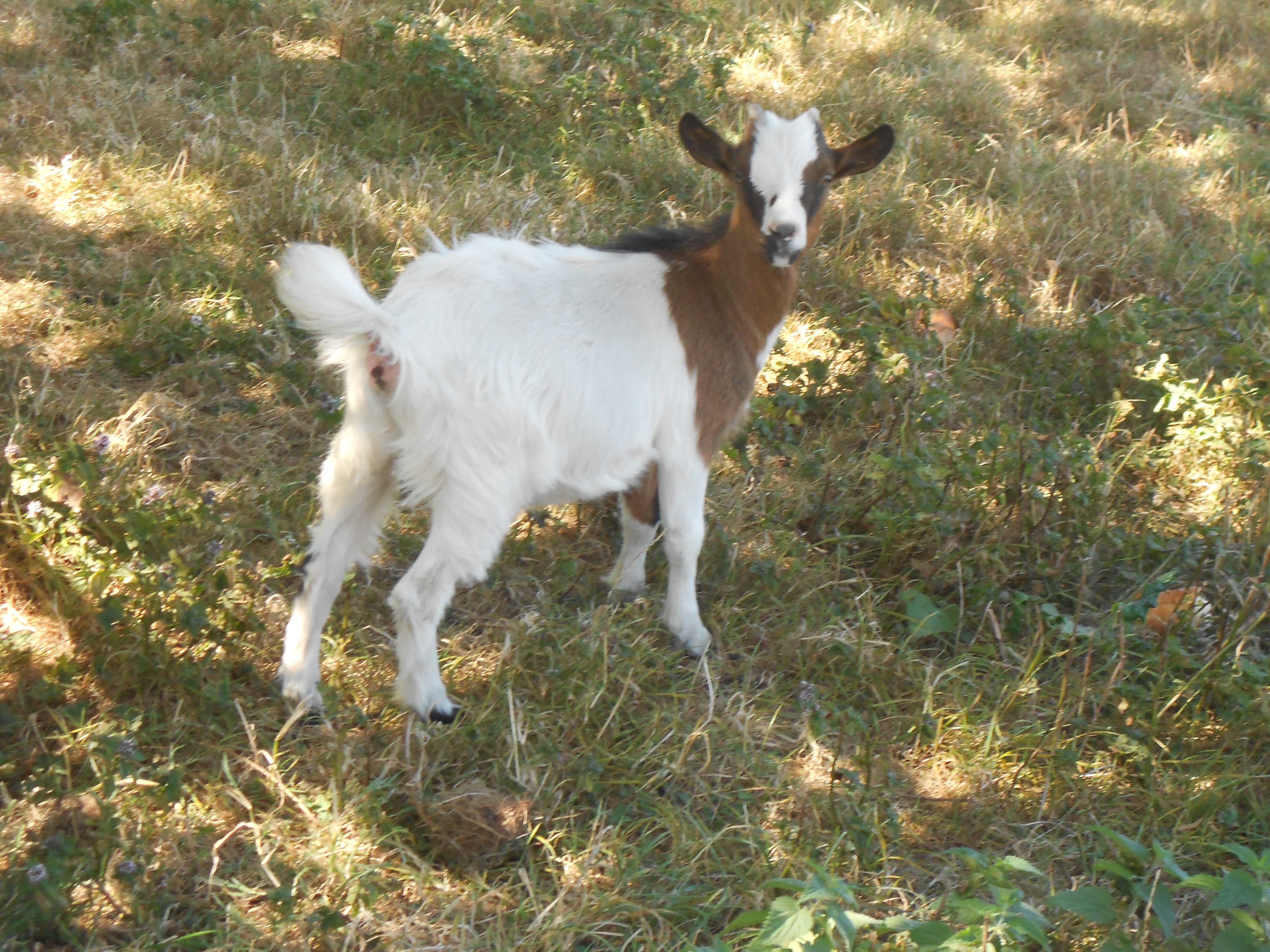 Une chèvre