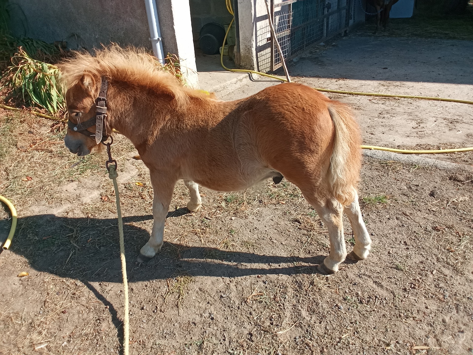 Petit poney mâle