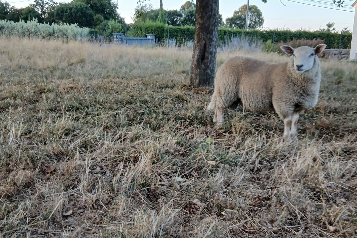 Photo 2 Mouton