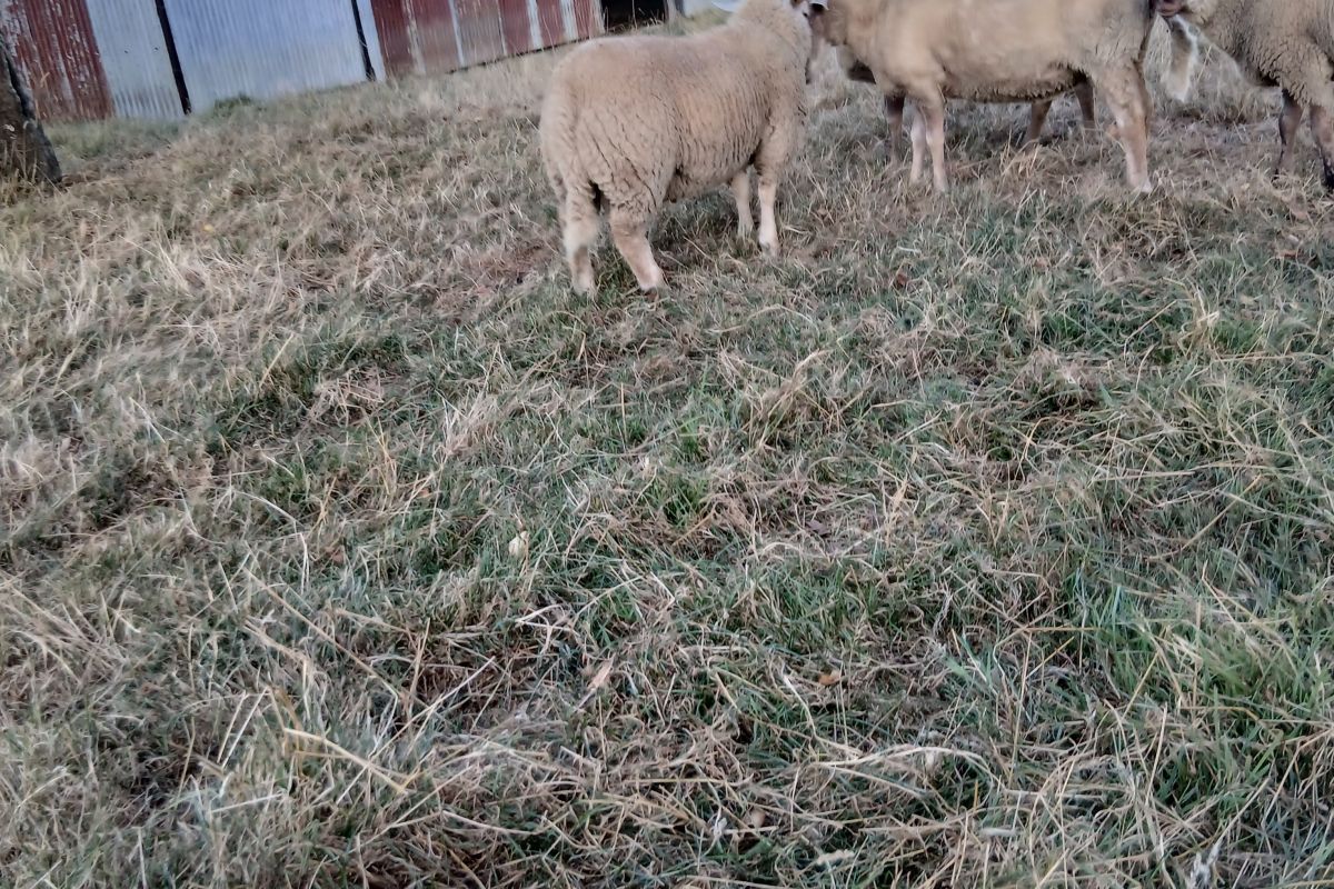 Mouton