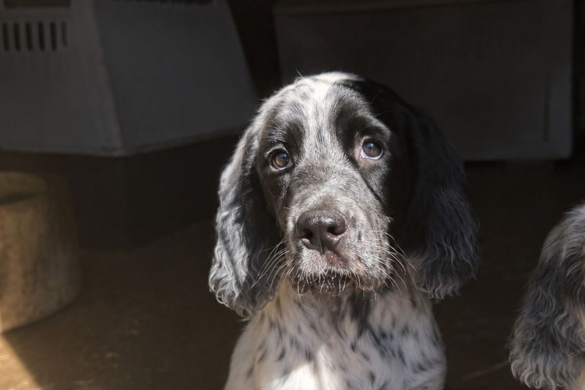 A vendre