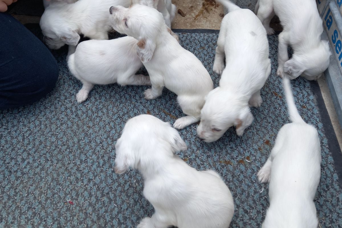 Chiots apparence setter anglais