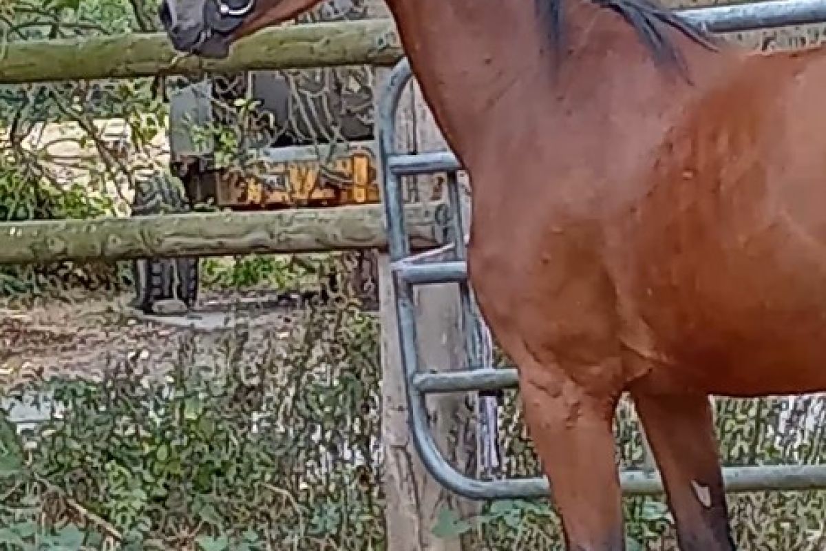 3 ans SF femelle baie, 1m66