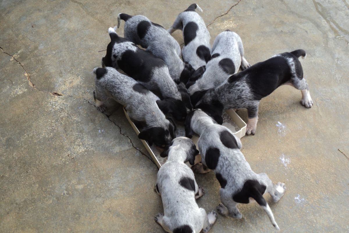Chiots race petit bleu de Gascogne