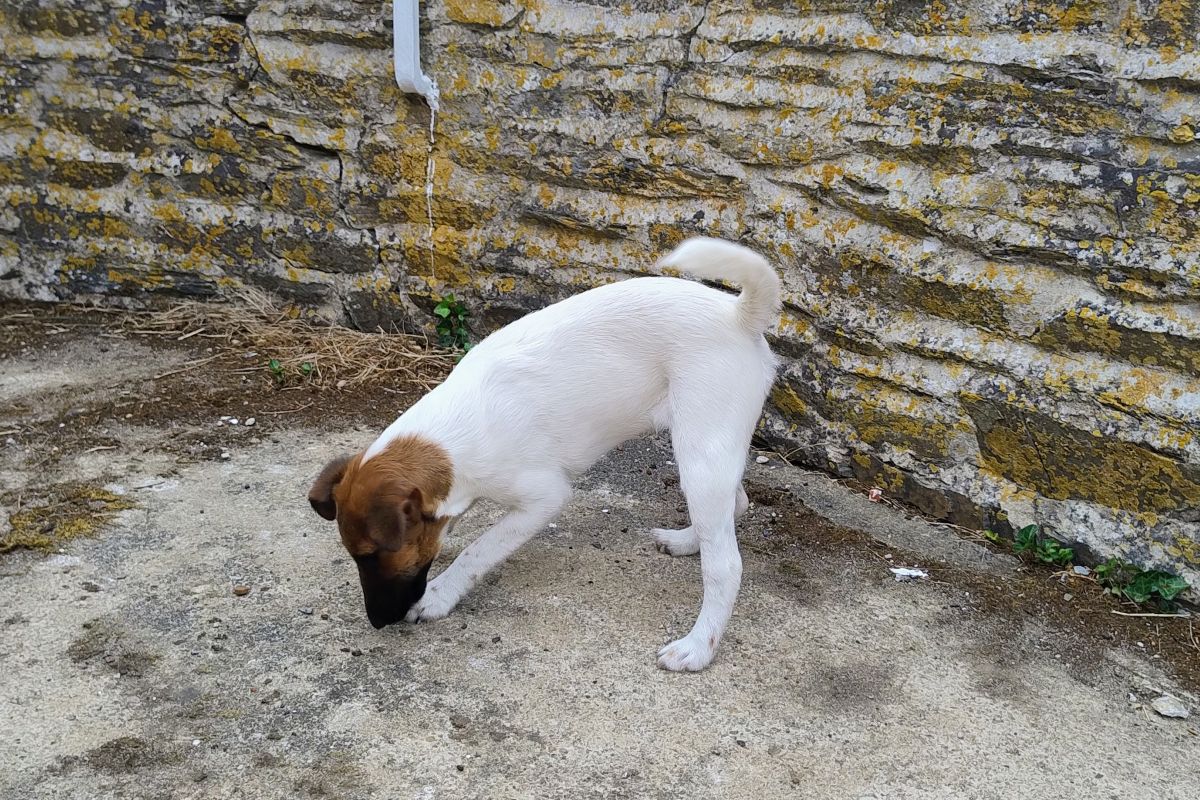 Photo 2 Chiots apparence fox terrier poils lisses