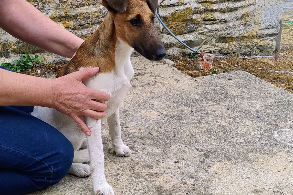 Chiots apparence fox terrier poils lisses