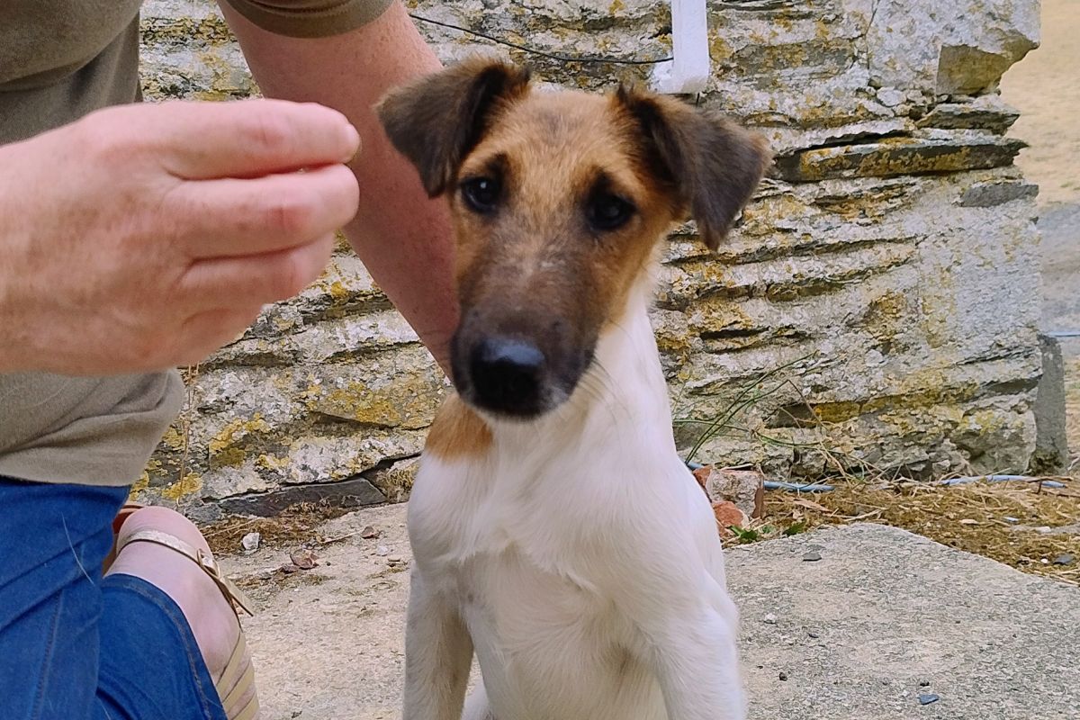 Photo 3 Chiots apparence fox terrier poils lisses