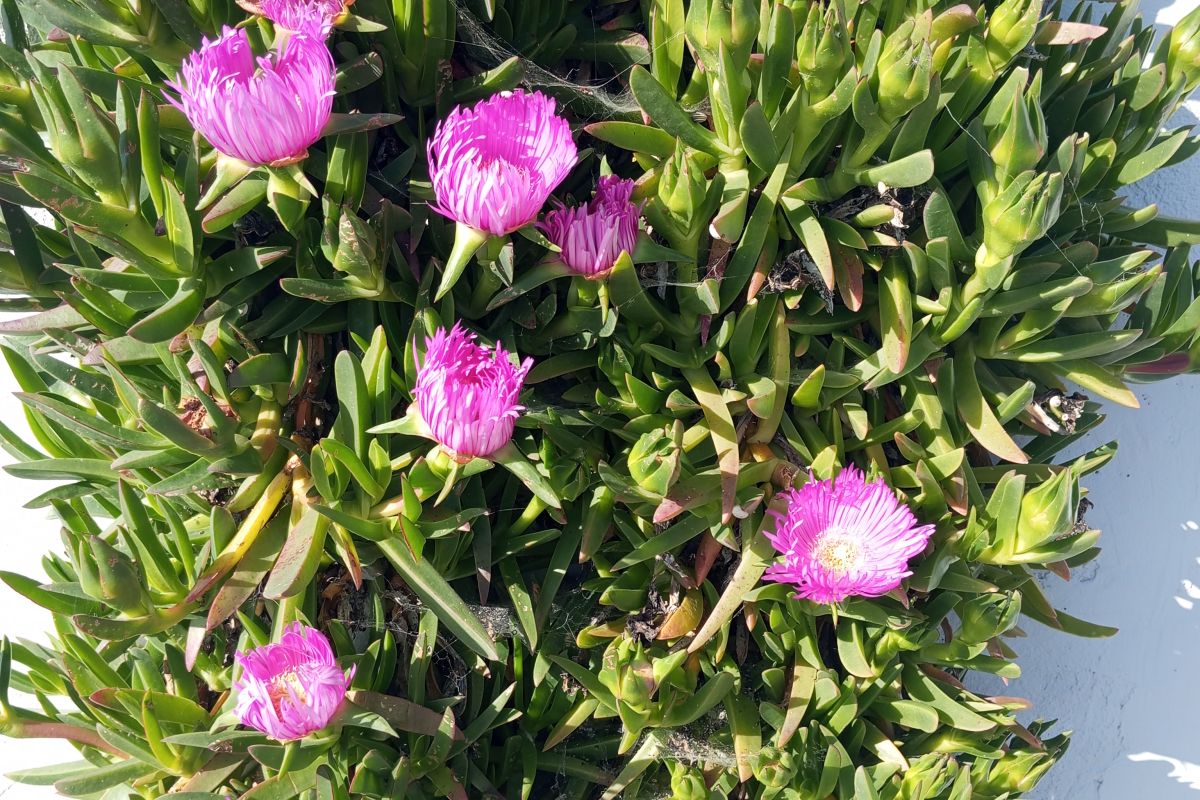 Griffes de sorcière 