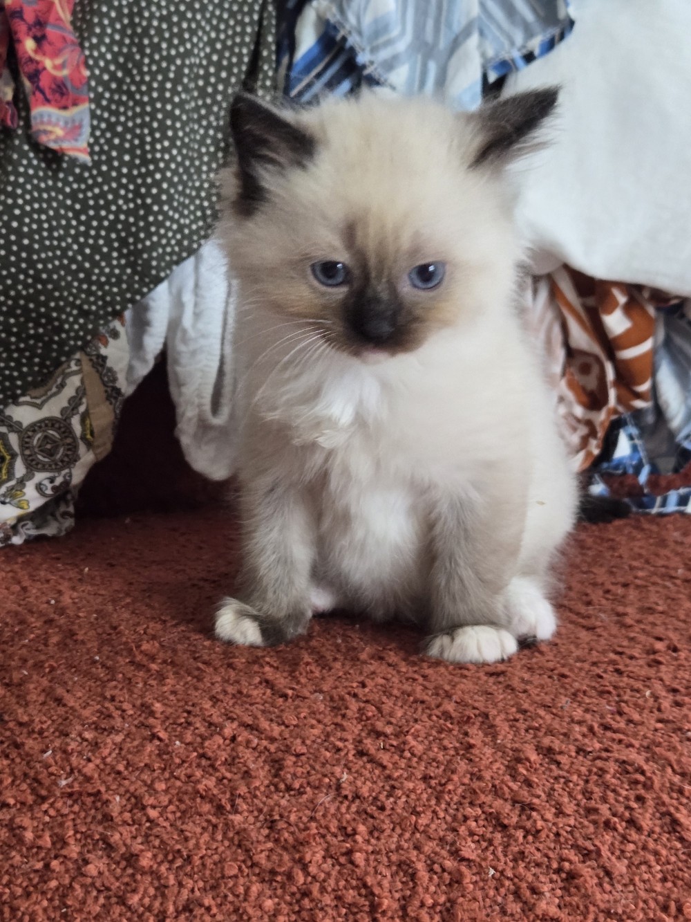 Chatons de race ragdoll