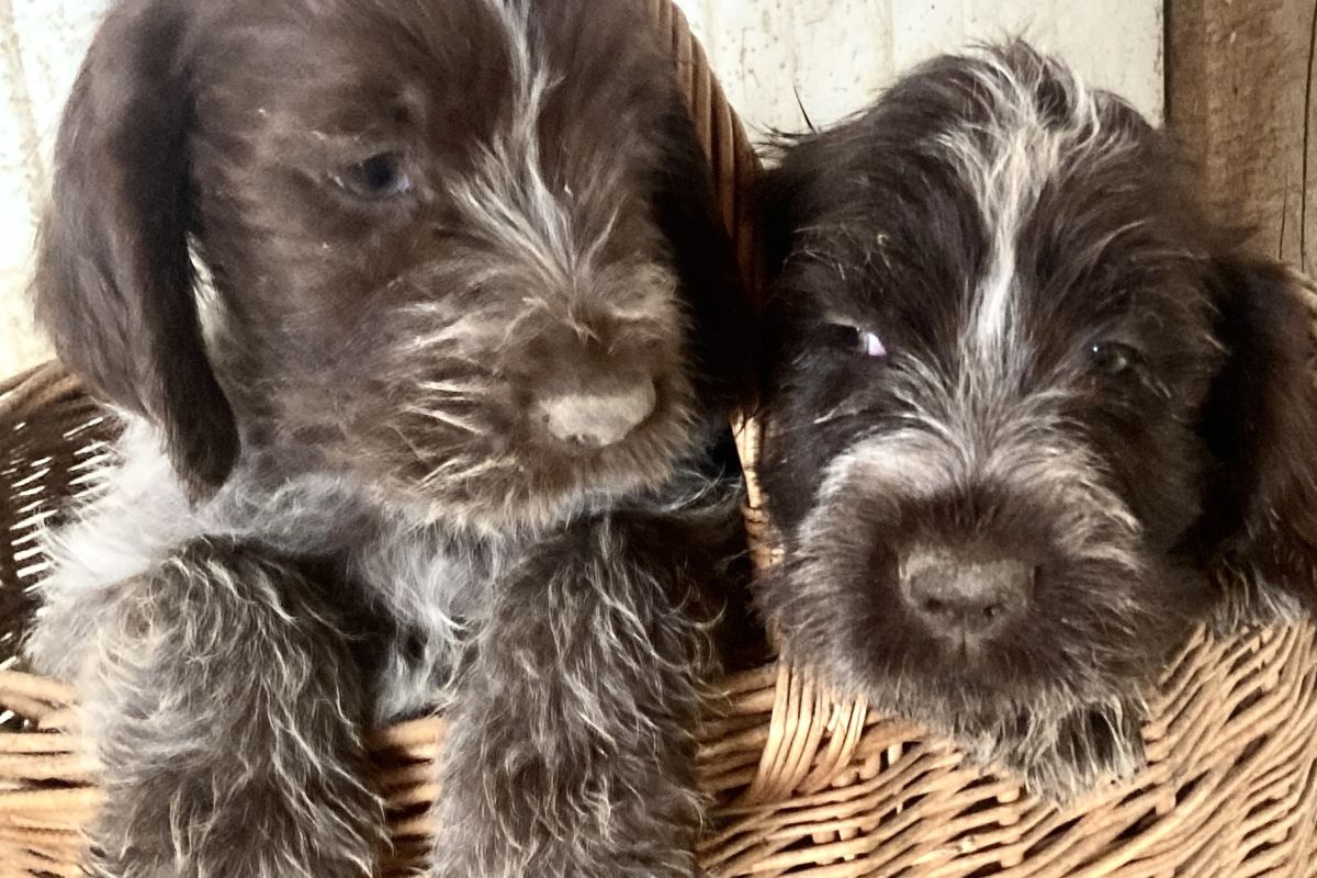Chiots Korthals