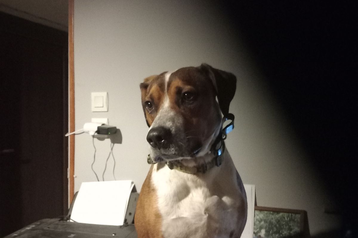 Chien à donner 