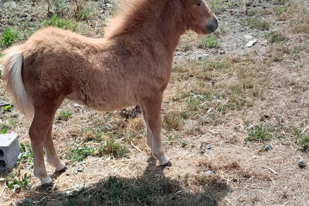 Pouliche shetland 