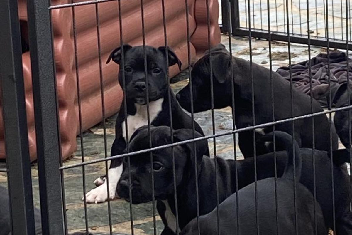 Photo 3 Chiots race staffie LOF dans le 94