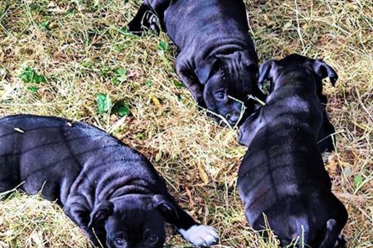 Chiots race staffie LOF dans le 94