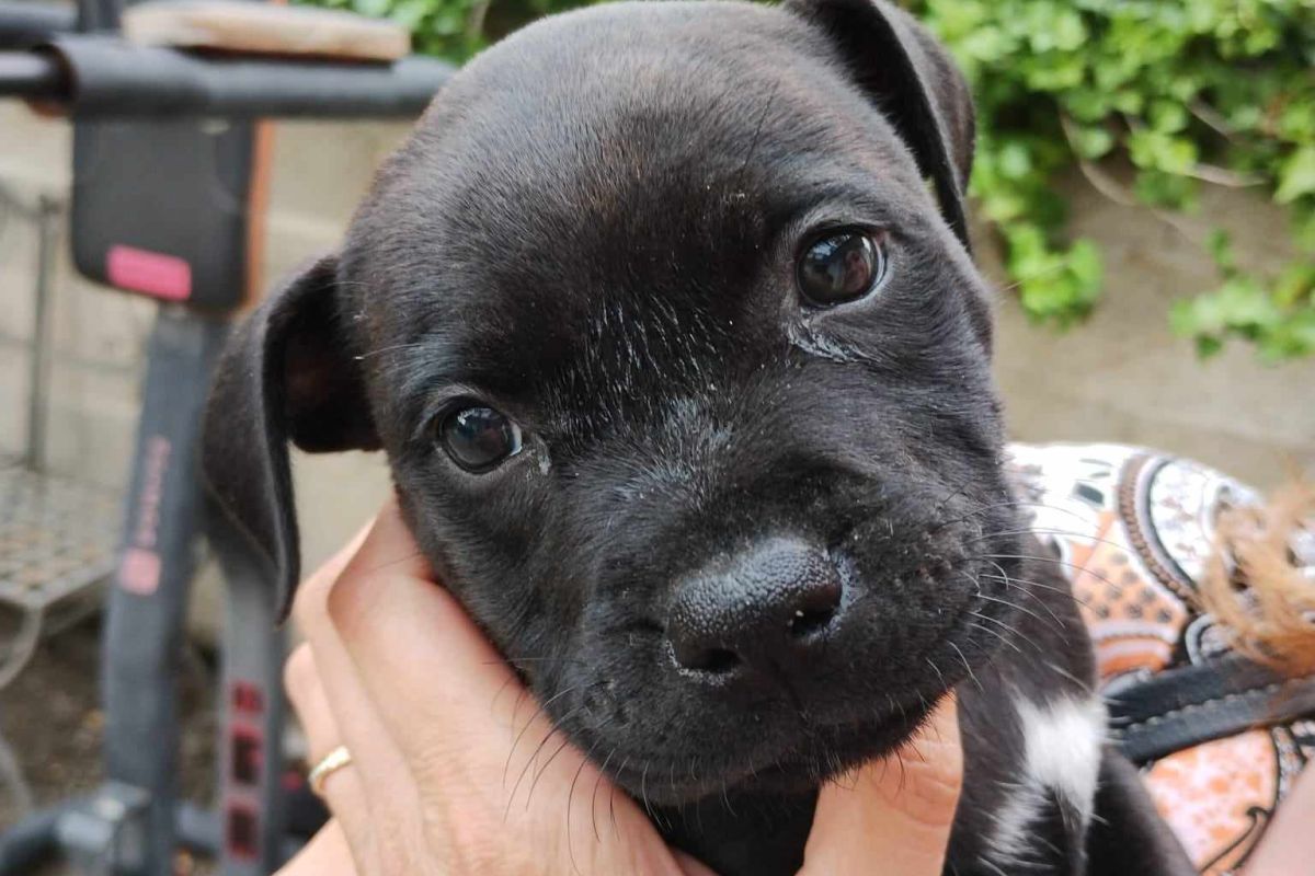 Photo 2 Chiots race staffie LOF dans le 94