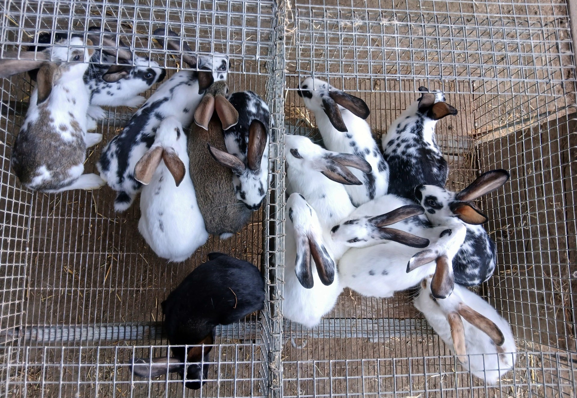 Lapins sevrés