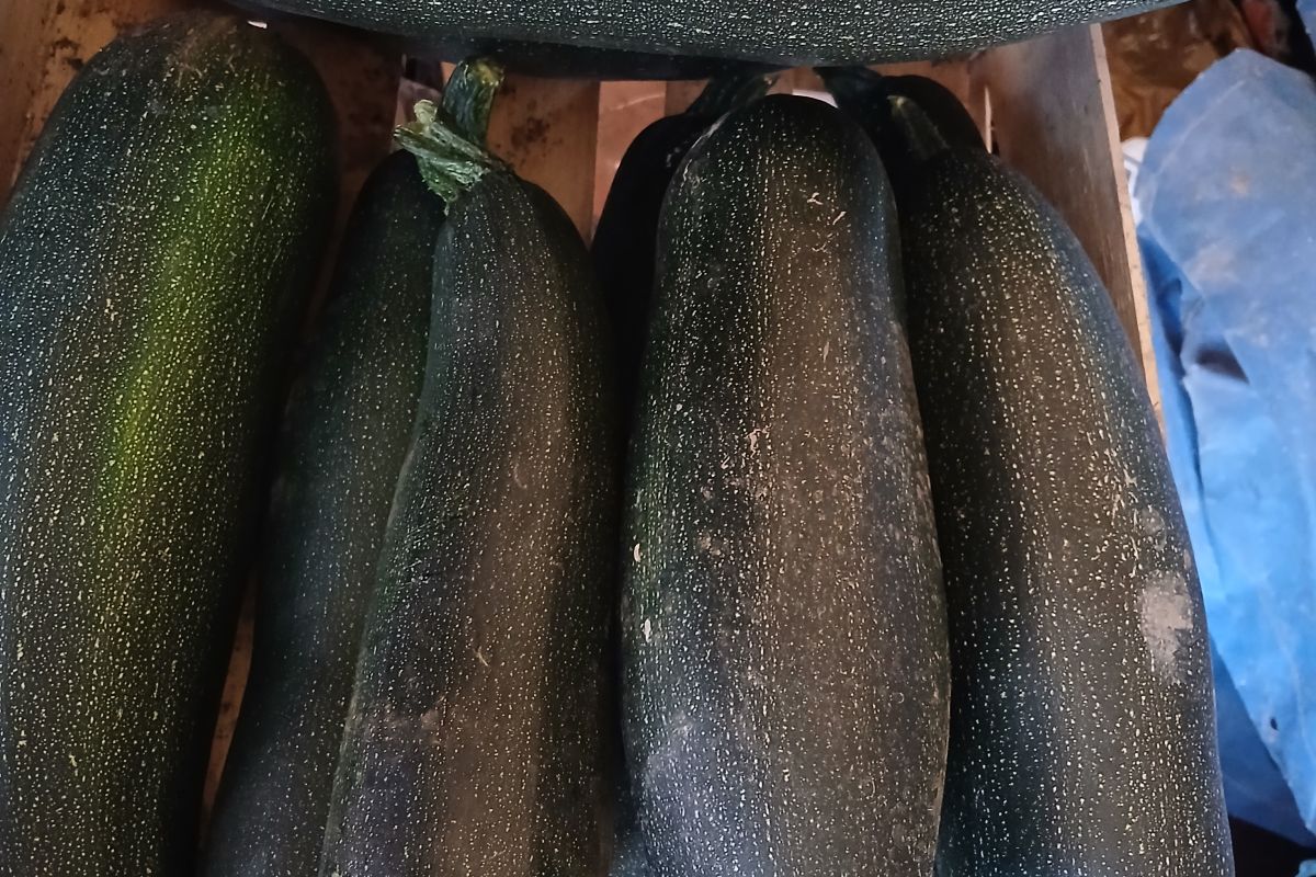 Courgettes
