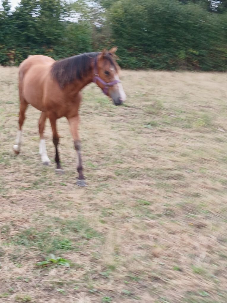 Photo 2 Beau poulain hongre