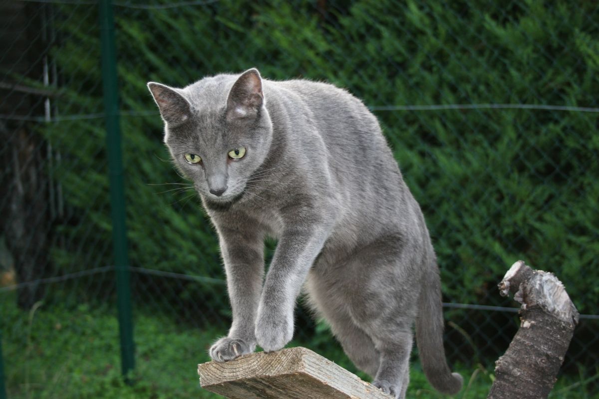 CHAT PERDU