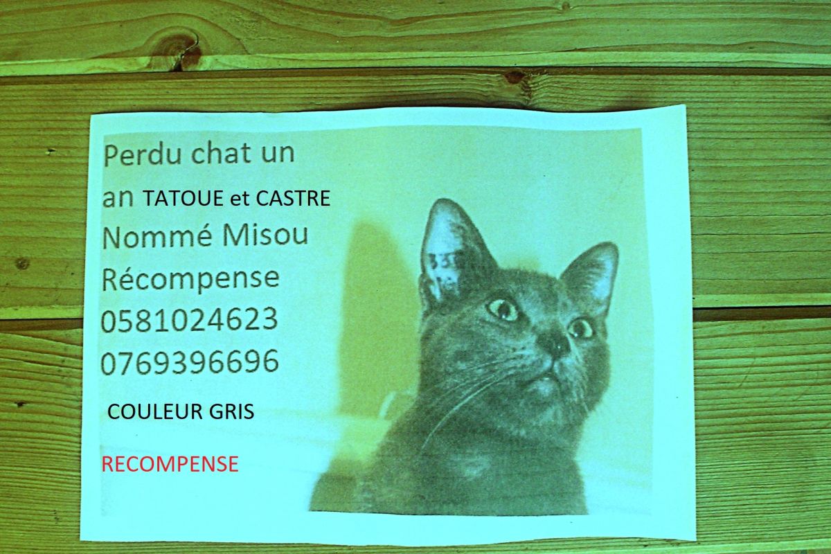 Photo 2 CHAT PERDU