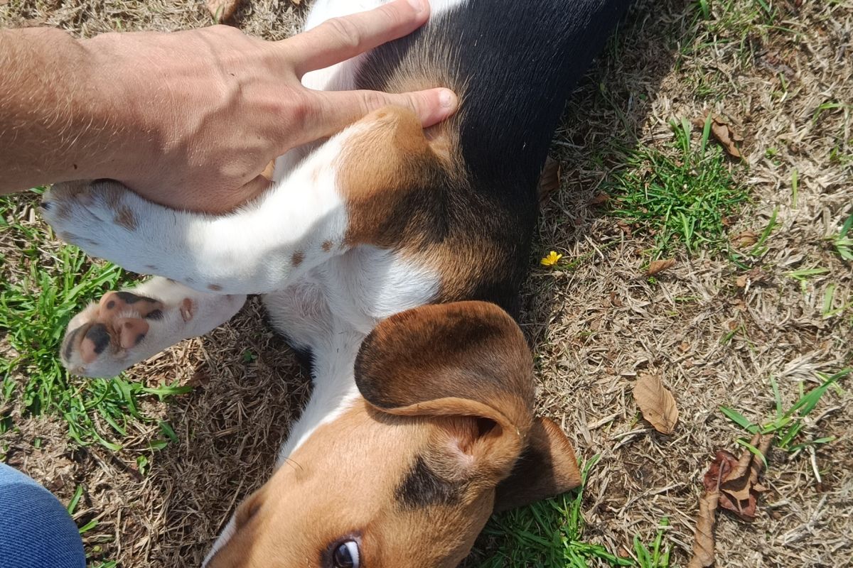 Photo 3 Apparence beagle 
