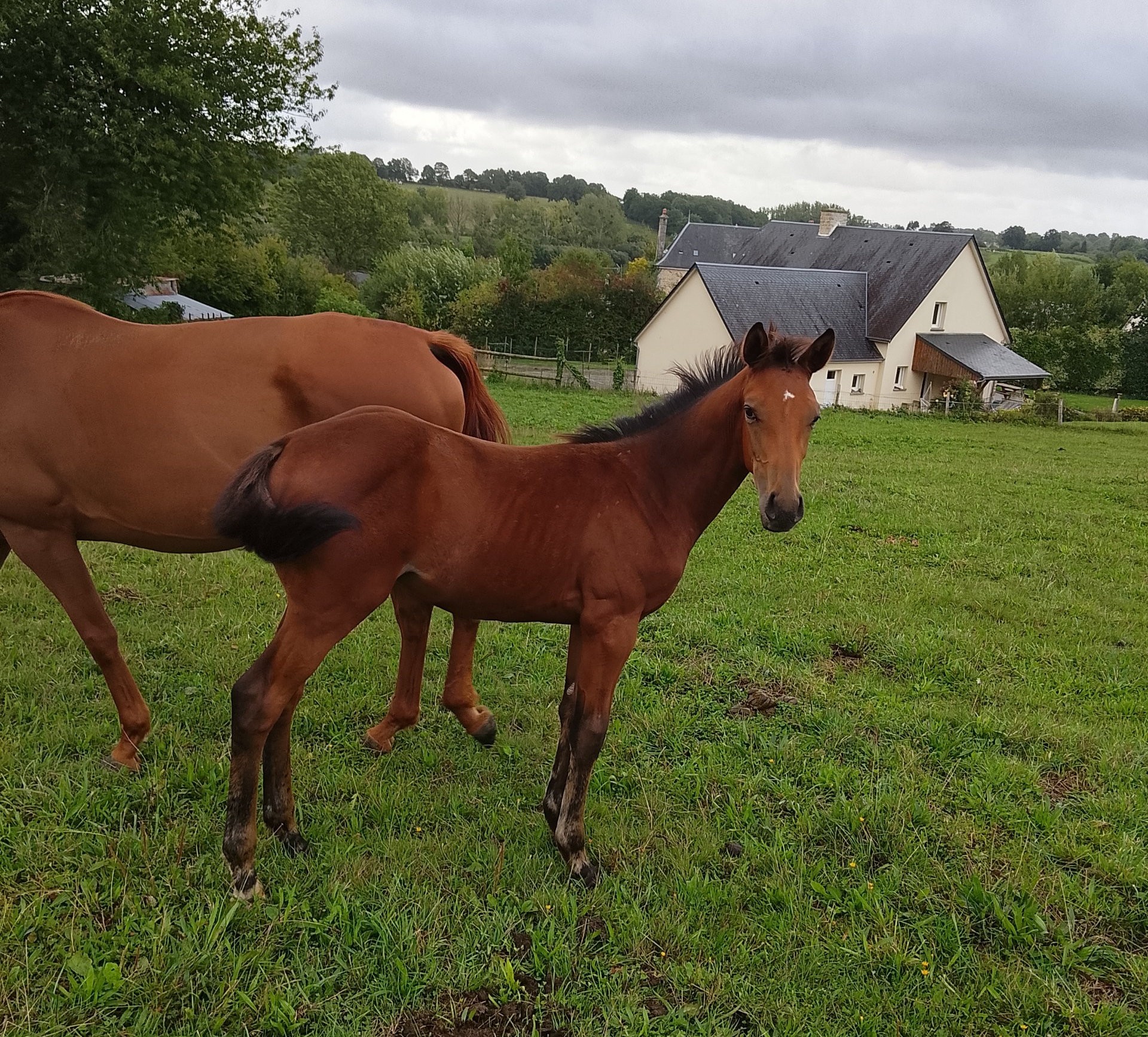 Poulain foal