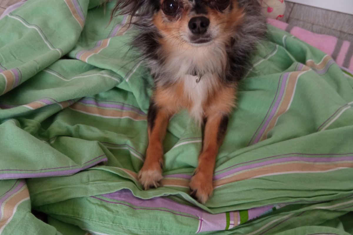 Photo 2 Apparence chihuahua papillon mâle, 2 ans 