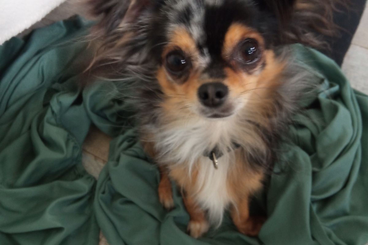 Apparence chihuahua papillon mâle, 2 ans 