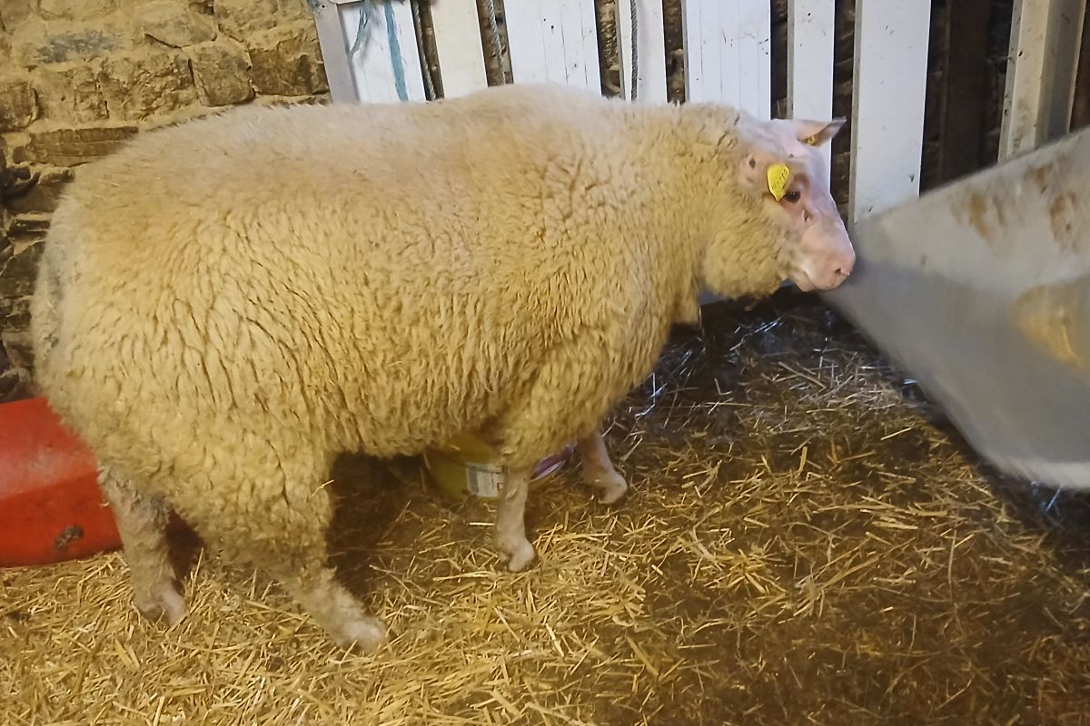 Béliers cotentins