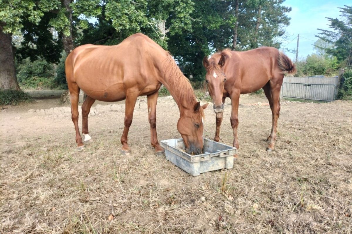 Photo 3 Poulinières trotteuses