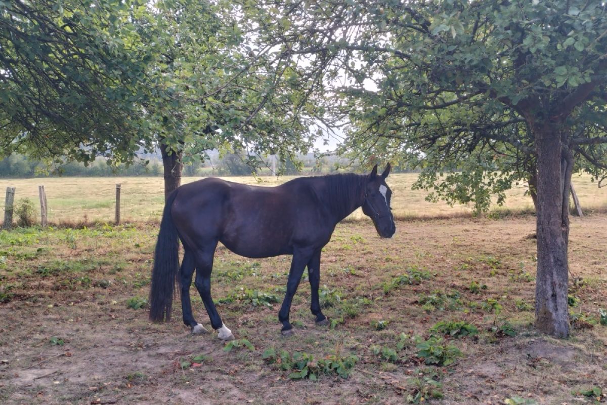 Poulinières trotteuses